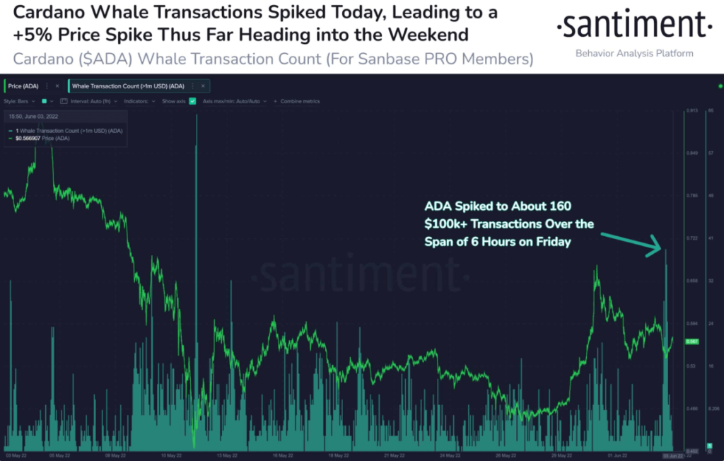 Santiment Cardano Wale kaufen ADA - coin-update.de